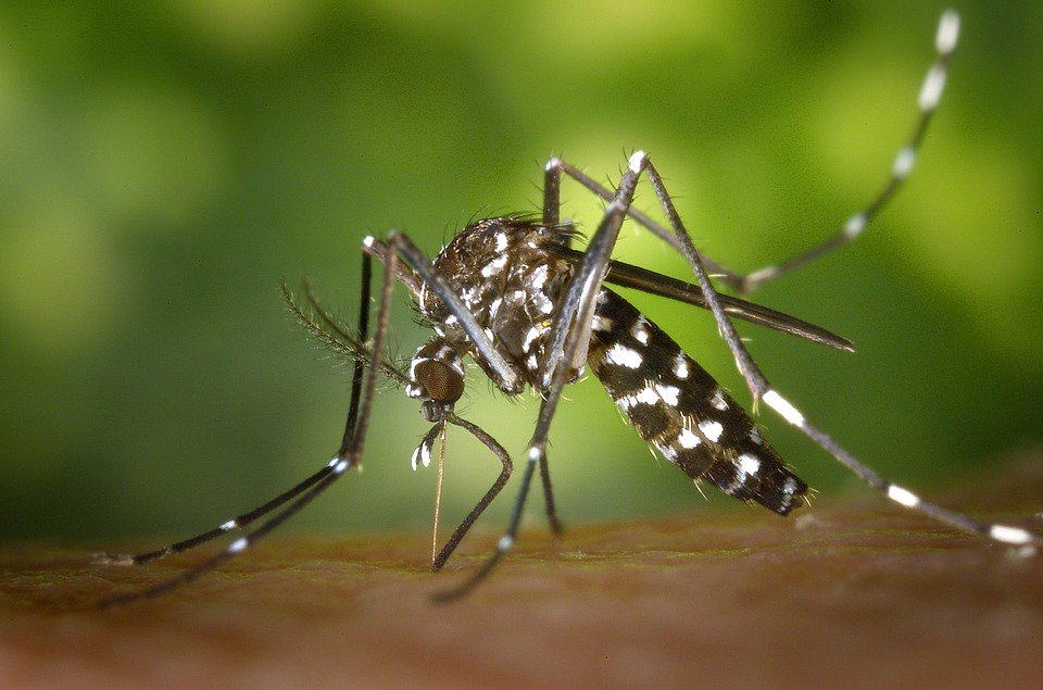 Aedes Aegypti