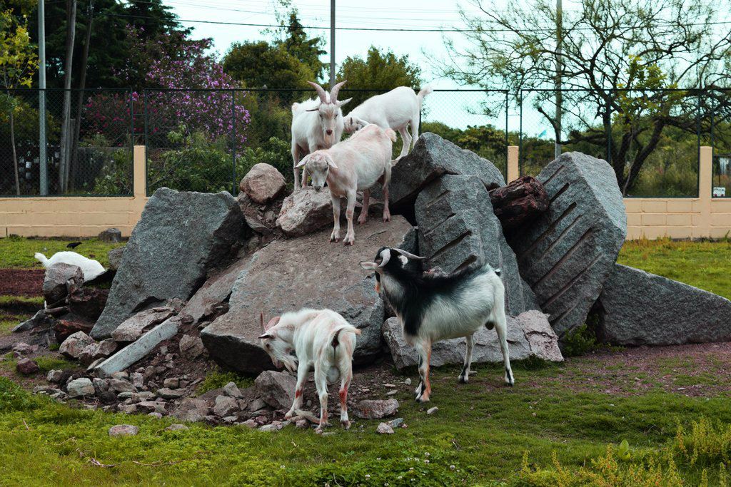 El predio del bioparque, que pasó a tener de 9 a 25 hectáreas, está compuesto de 250 especies y 500 ejemplares. Foto: Gentileza Intendencia de Durazno