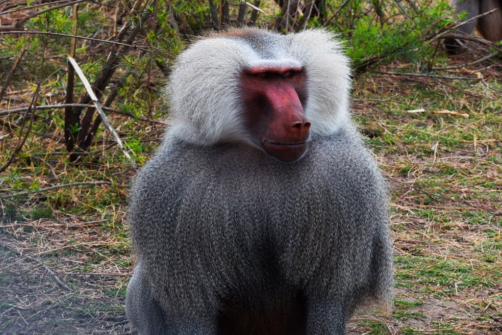 El predio del bioparque, que pasó a tener de 9 a 25 hectáreas, está compuesto de 250 especies y 500 ejemplares. Foto: Gentileza Intendencia de Durazno