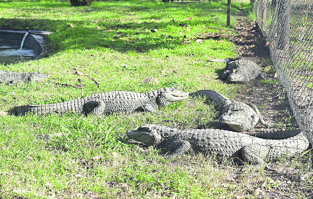 El predio del bioparque, que pasó a tener de 9 a 25 hectáreas, está compuesto de 250 especies y 500 ejemplares. Foto: Gentileza Intendencia de Durazno
