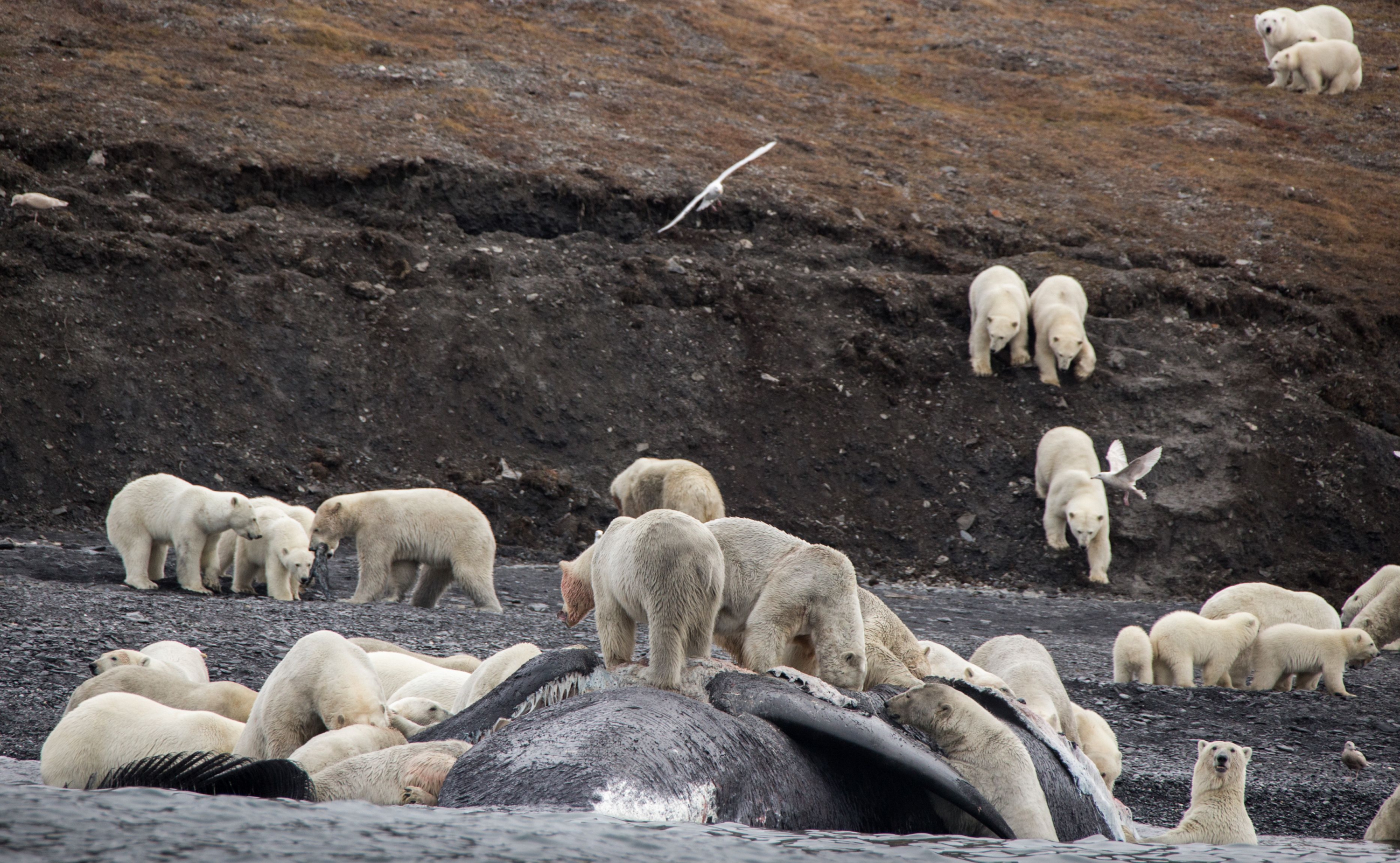 Osos polares en Wrangel. Foto: AFP