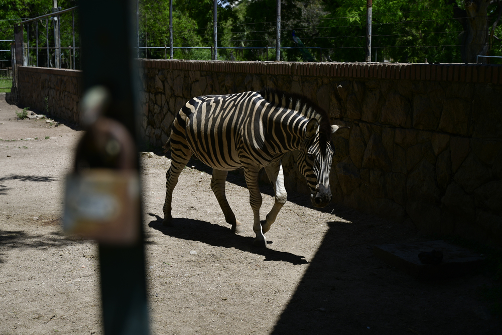 Recorrida por el Zoo de Villa Dolores. Foto: Fernando Ponzetto