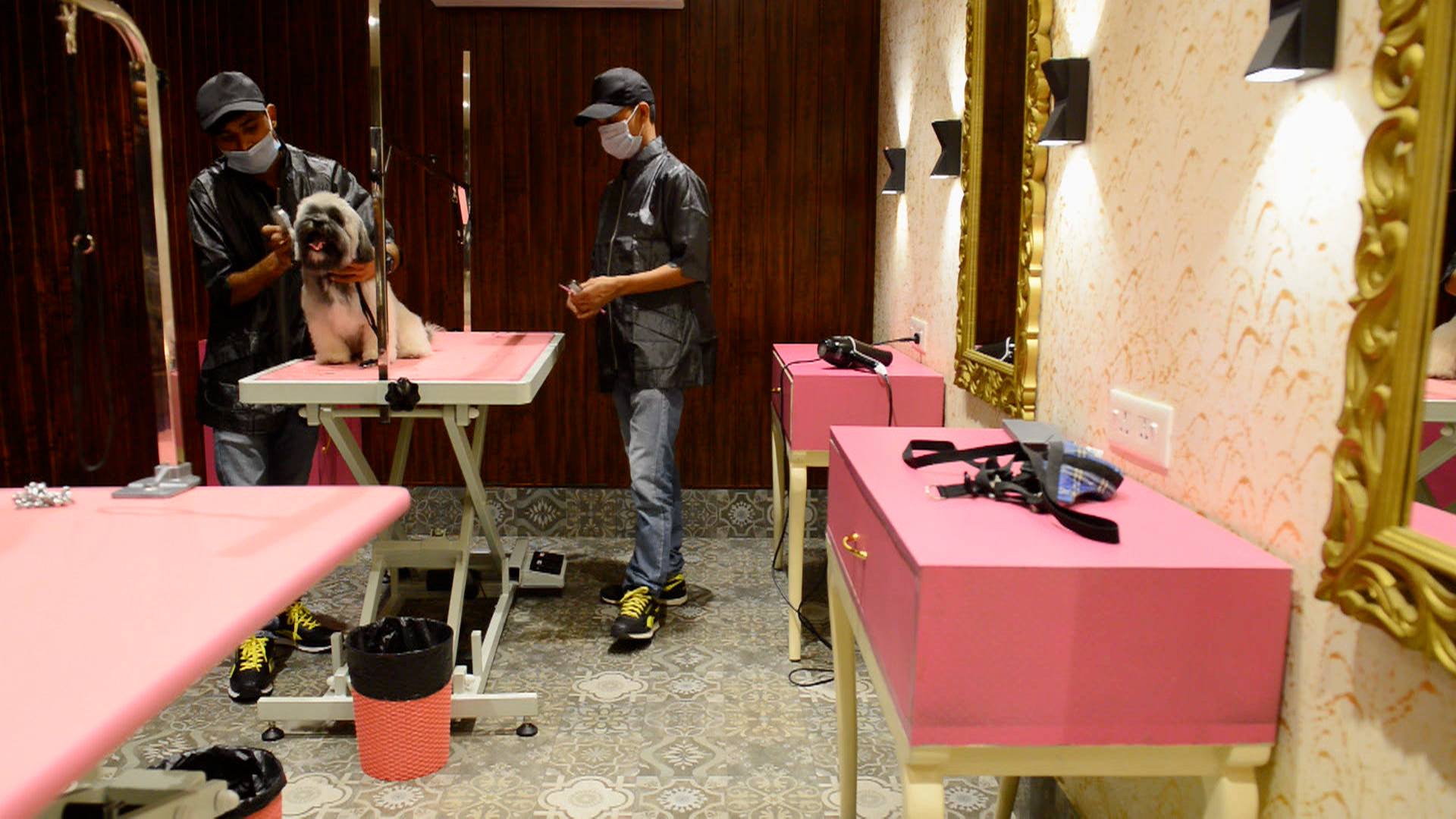 Hotel de lujo para perros en la India