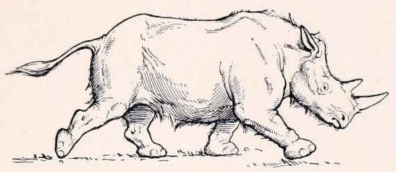 Stephanorhinus kirchbergensis