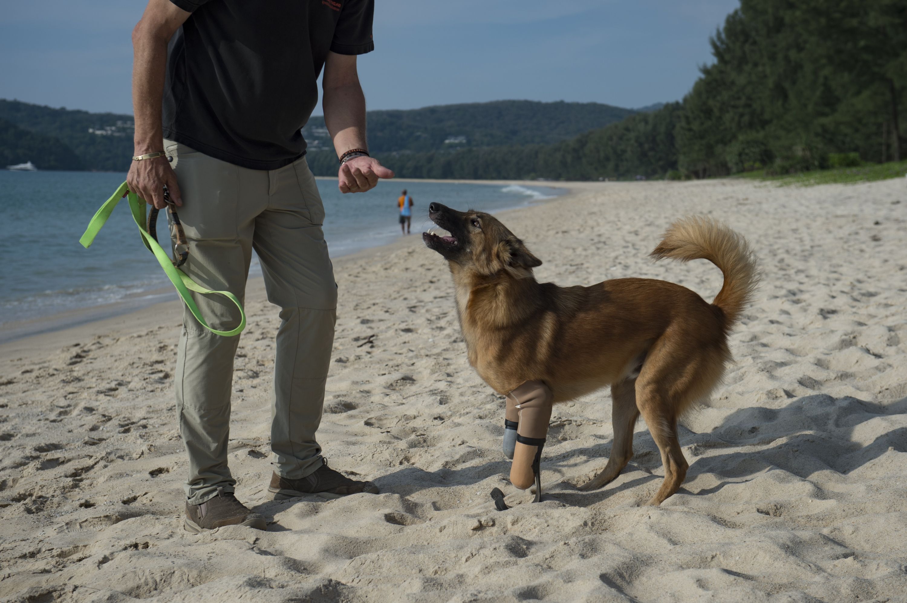 Cola, el perro tailandés que usa prótesis. Foto: AFP