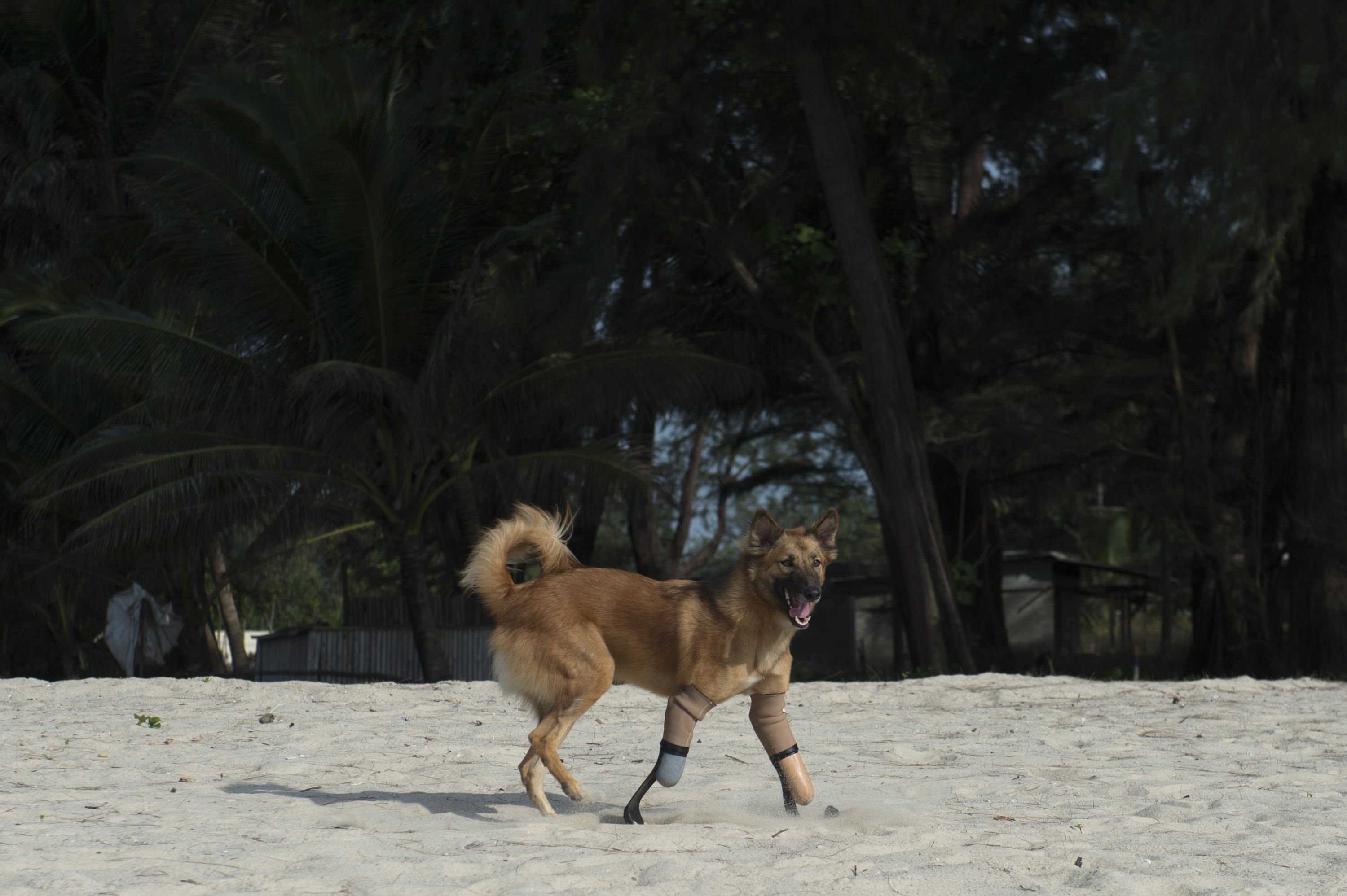 Cola, el perro tailandés que usa prótesis. Foto: AFP