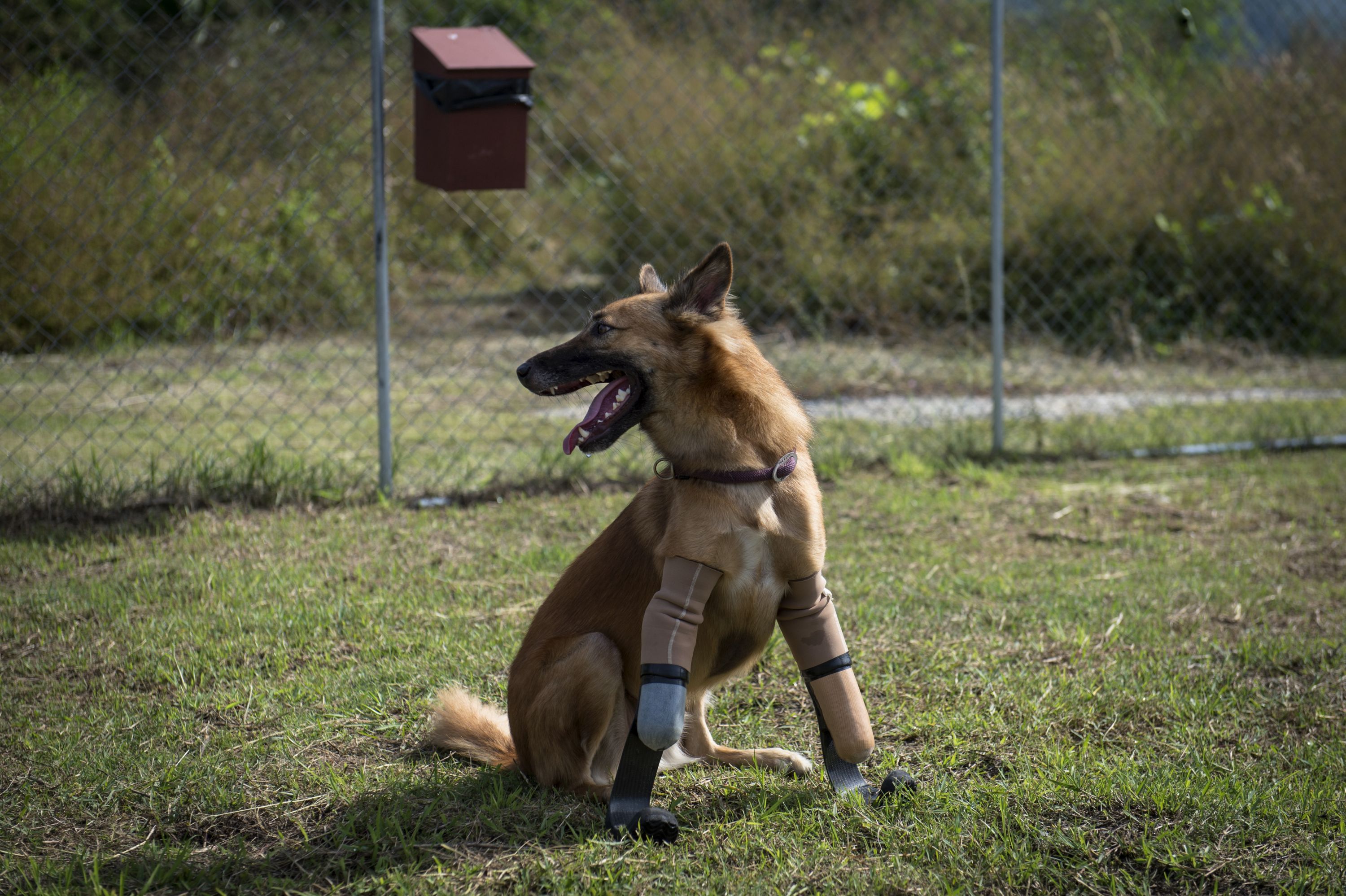 Cola, el perro tailandés que usa prótesis. Foto: AFP