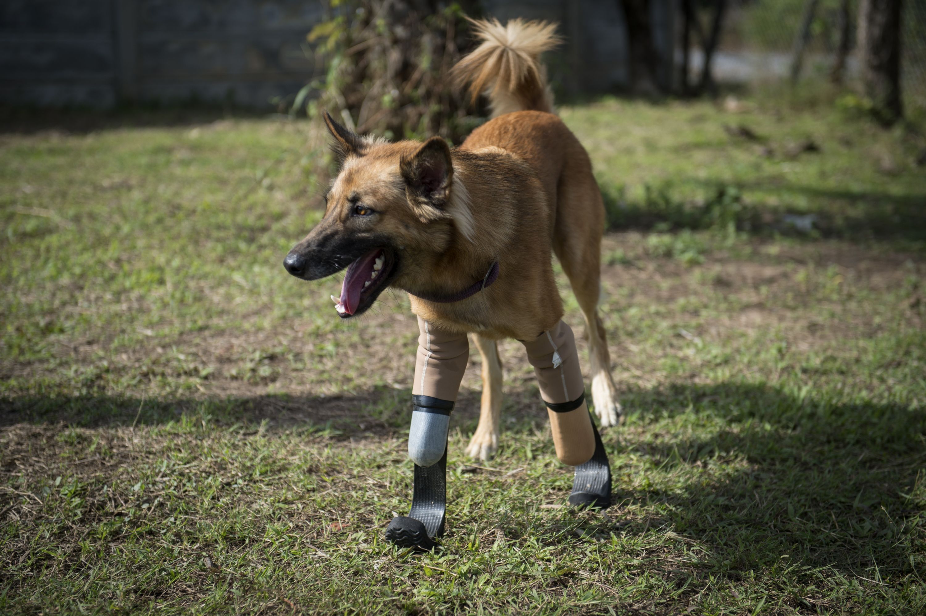 Cola, el perro tailandés que usa prótesis. Foto: AFP
