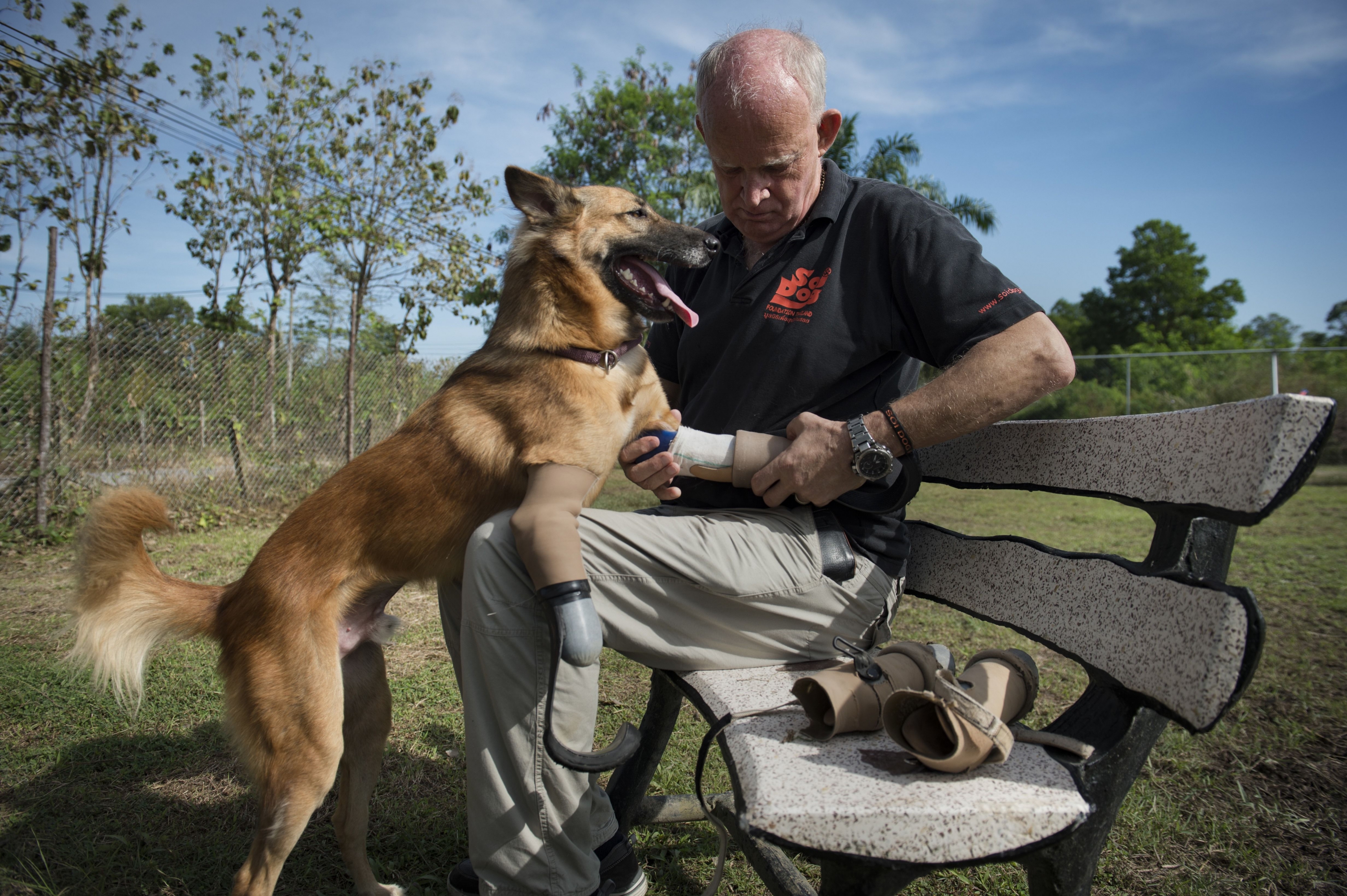 Cola, el perro tailandés que usa prótesis. Foto: AFP