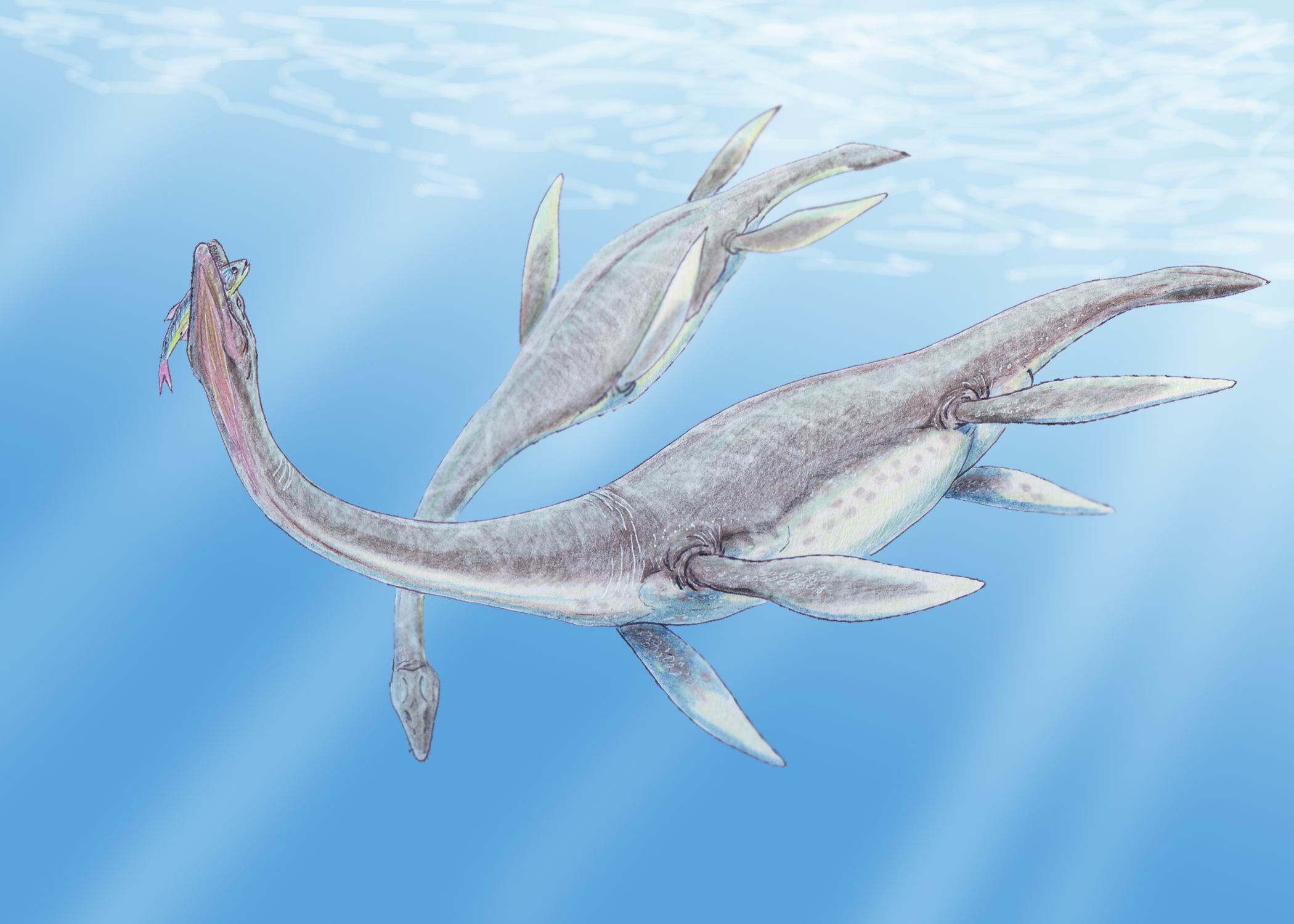 Pleisosaurio