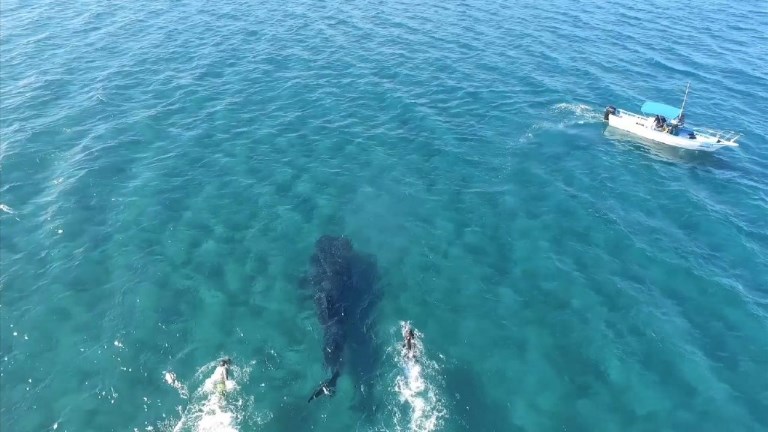 Nadar con Tiburón Ballena en México. Foto: AFP