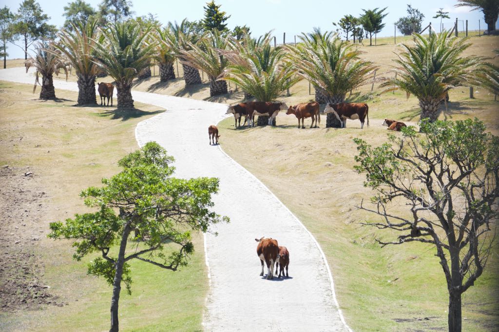 En la chacra "El Gran Chaparral" había tres surtidores de combustible. Foto: Ricardo Figueredo