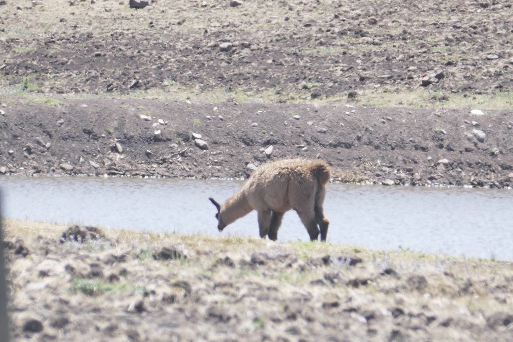 En la chacra "El Gran Chaparral" había tres surtidores de combustible. Foto: Ricardo Figueredo