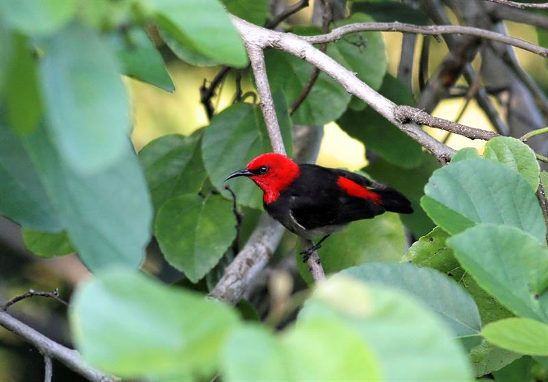 El ave de la primera dama indonesa. Foto: EFE