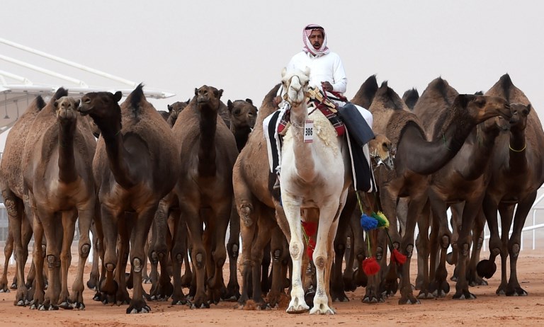 Los camellos más bellos del concurso de Arabia. Foto: AFP