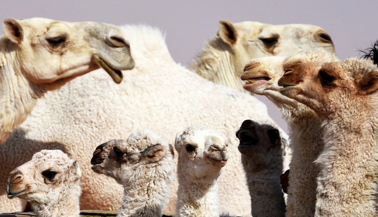 Los camellos más bellos del concurso de Arabia. Foto: AFP
