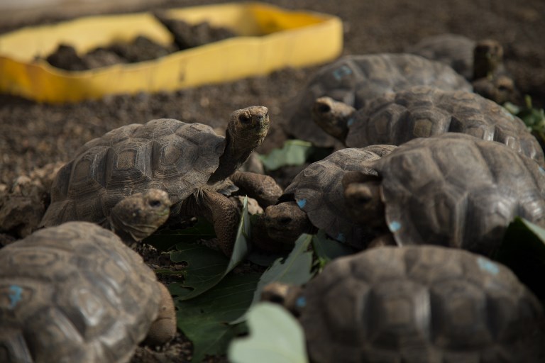 La tortuga gigante de las islas Galápagos. Foto: AFP