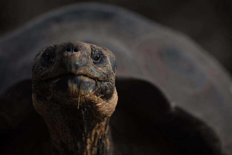 La tortuga gigante de las islas Galápagos. Foto: AFP