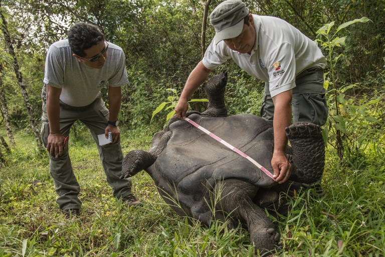 La tortuga gigante de las islas Galápagos. Foto: AFP