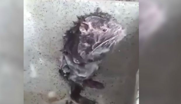 El video de la pecarana, o "shower rat" dio vuelta al mundo. Foto: Captura