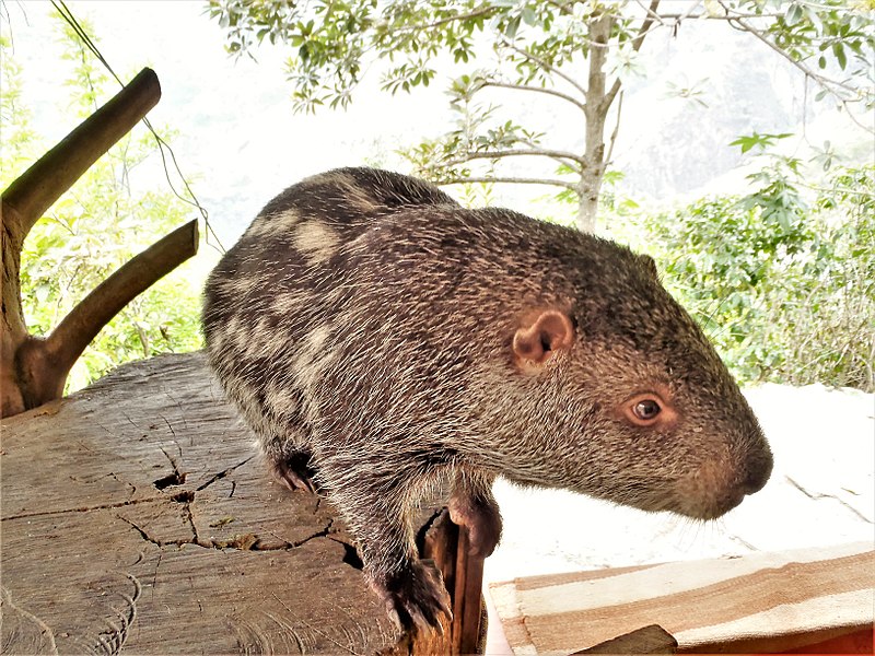 Pacarana o Dinomys branickii. Foto: Wikimedia commons