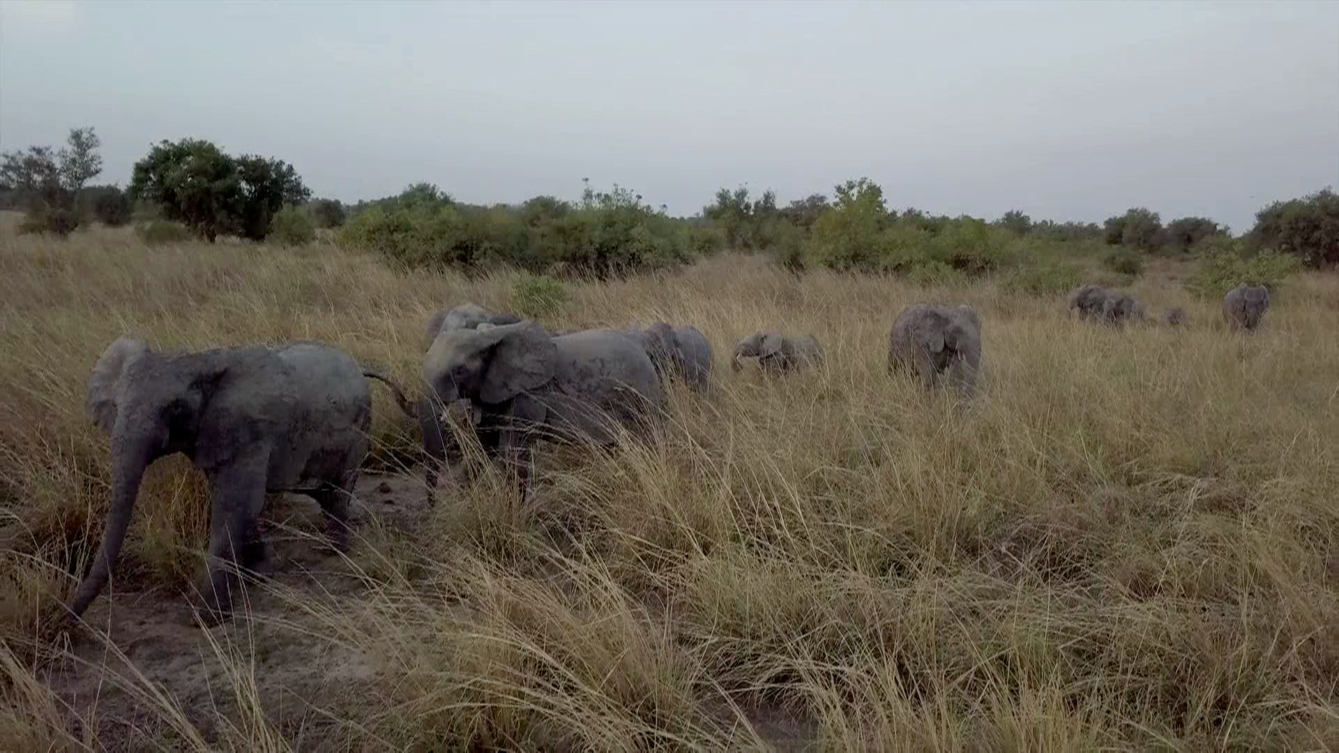 Parque Nacional de Benin quiere ser santuario de elefantes