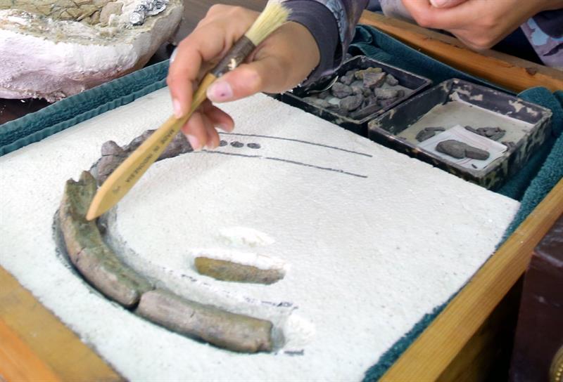 Los dientes del dinosaurio herbívoro. Foto: EFE