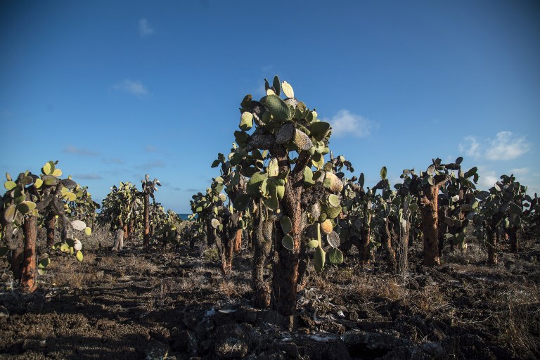 Las Islas Galápagos no pueden recibir a todos los turistas que desean visitarlas. Foto: AFP