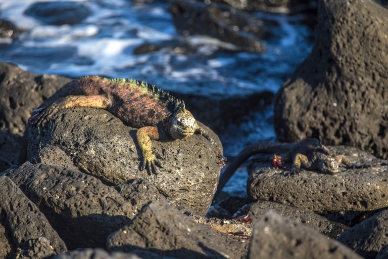 Las Islas Galápagos no pueden recibir a todos los turistas que desean visitarlas. Foto: AFP