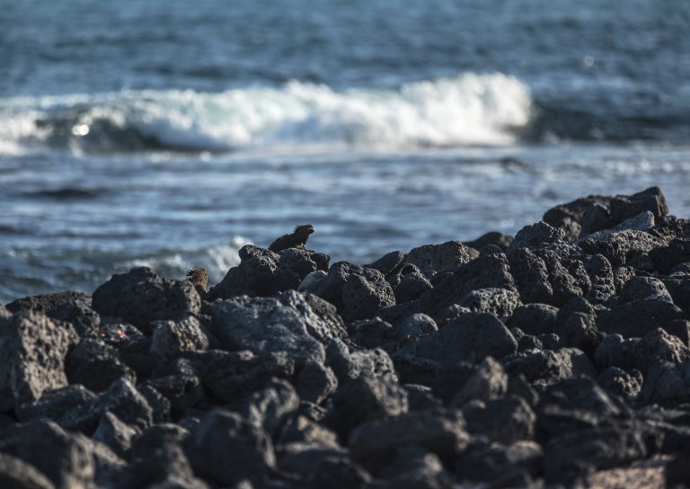 Las Islas Galápagos no pueden recibir a todos los turistas que desean visitarlas. Foto: AFP