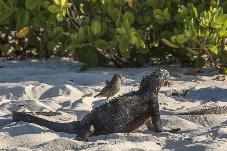 Las Islas Galápagos no pueden recibir a todos los turistas que desean visitarlas. Foto: AFP