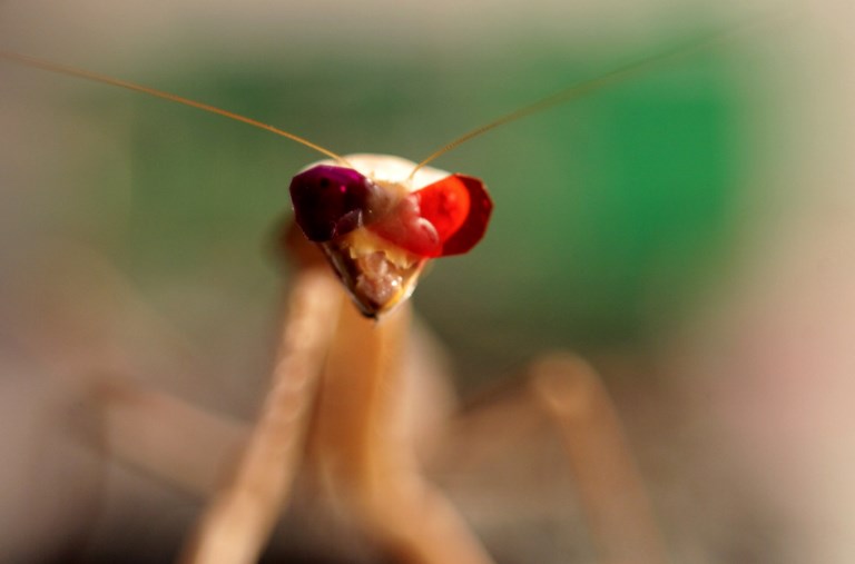 Mantis religiosa. Foto: AFP
