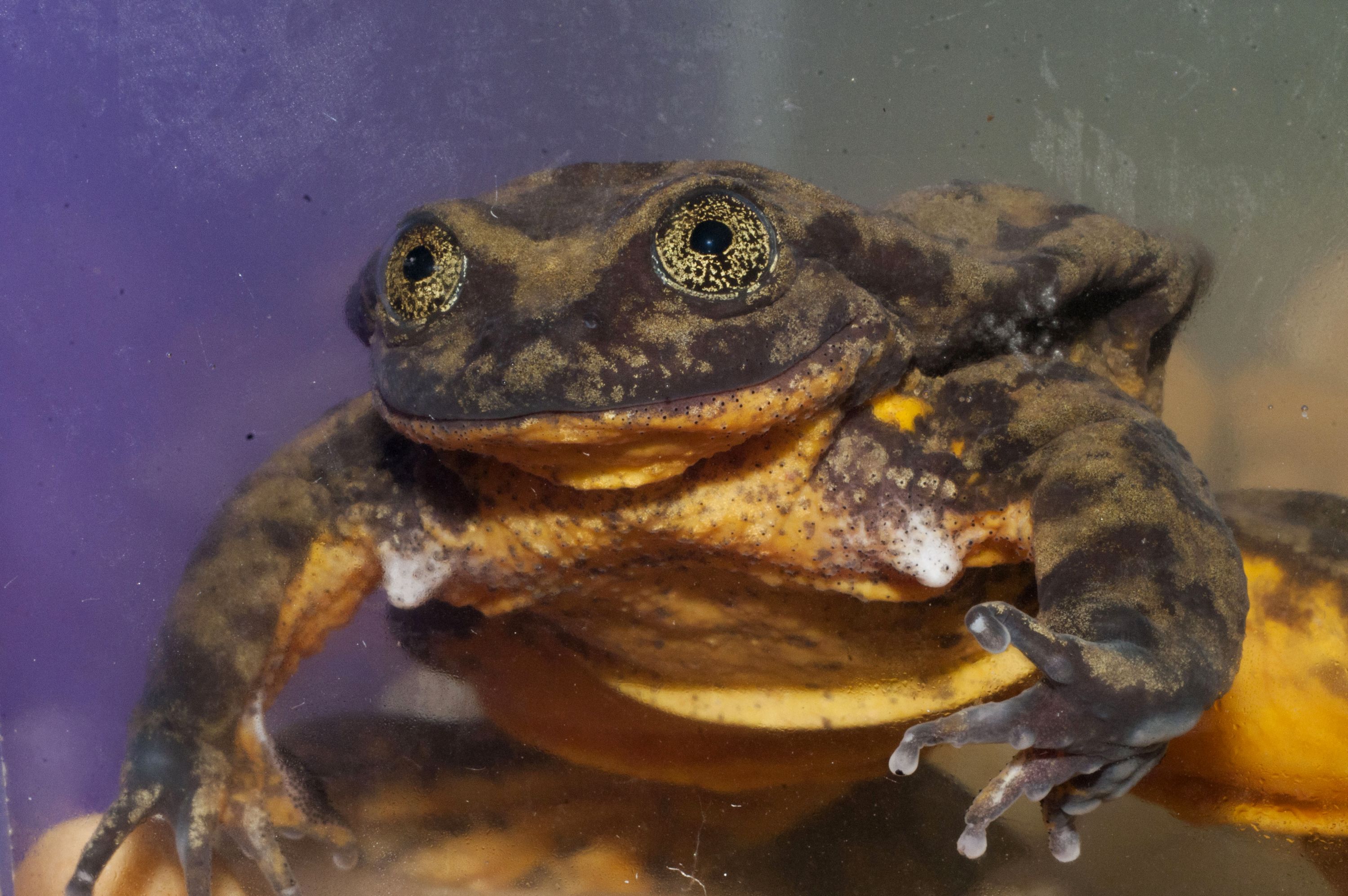 Romeo podría ser el único ejemplar de su especie. Foto: AFP