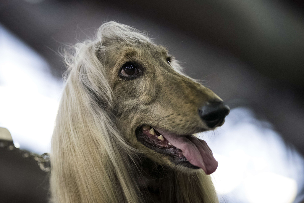 El turno de un perro afgano para competir con otros 2882 ejemplares. Foto: AFP