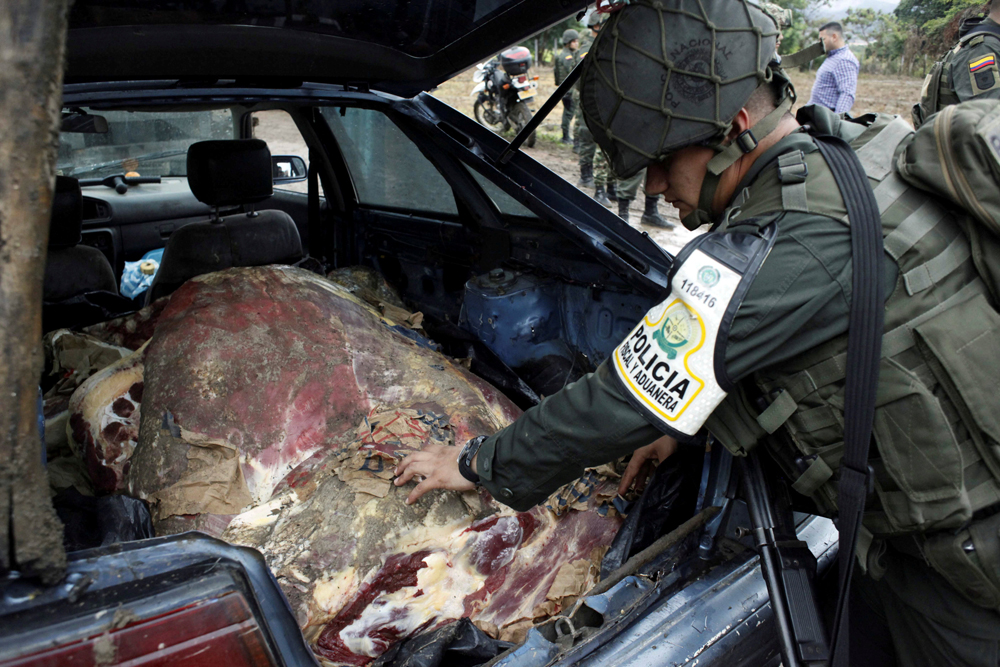Cúcuta: Militantes colombianos requisan una res que iba a entrar de contrabando a Venezuela. foto: Reuters