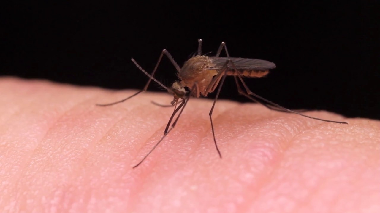 De temporada. Entre diciembre y abril se concentran el 60% de las ventas de la categoría anti-mosquitos.