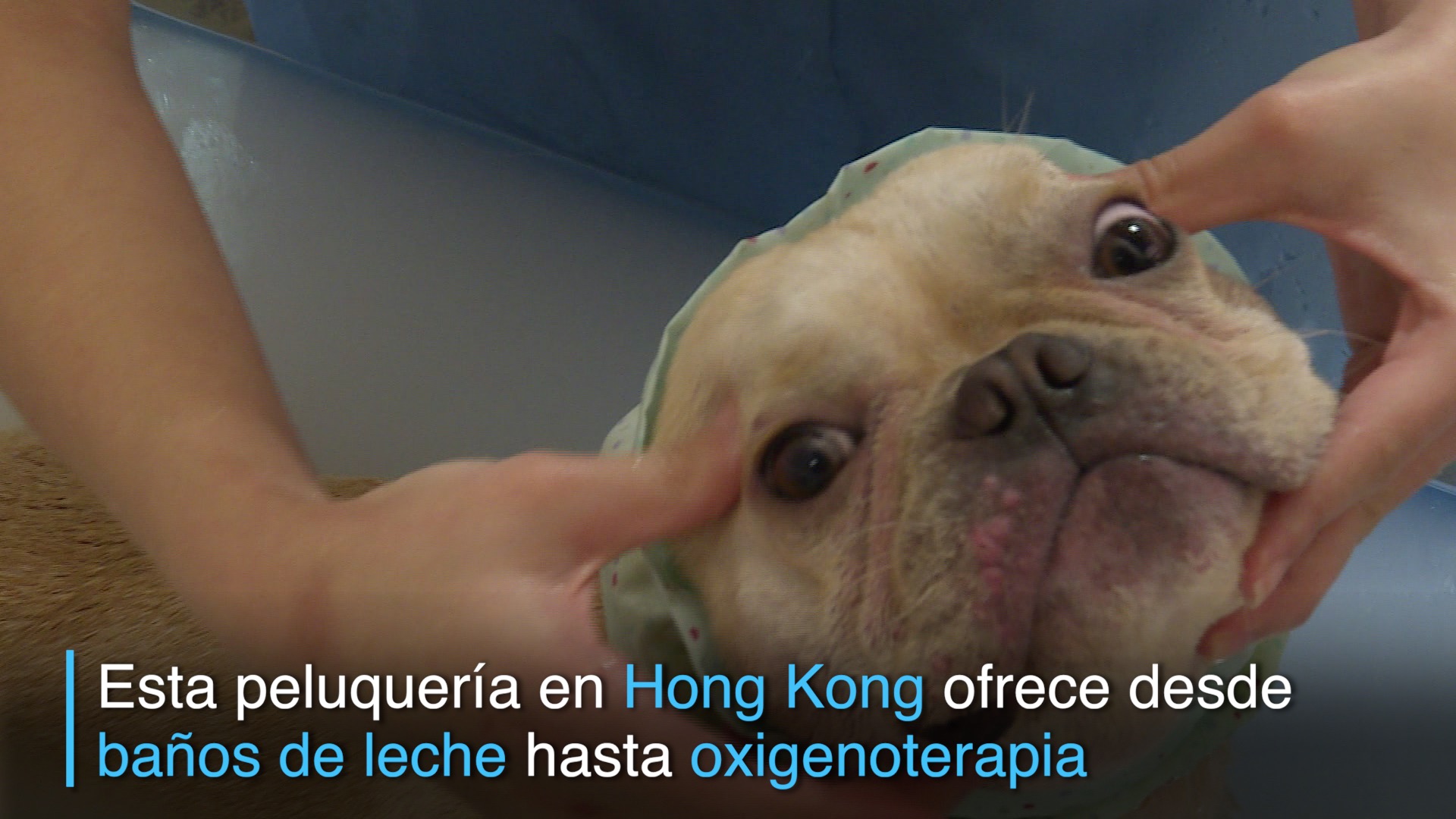 Baño de leche y manicure... una vida de perros