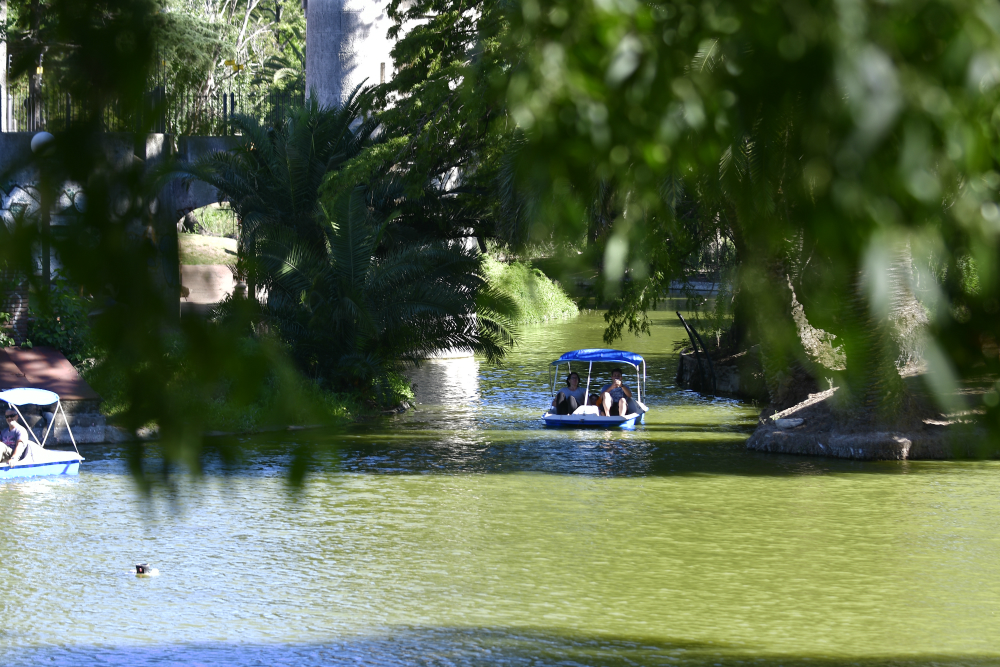 Con el reacondicionamiento del lago del Parque Rodó quedaron inauguradas las clásicas lanchitas. Foto: F. Ponzetto