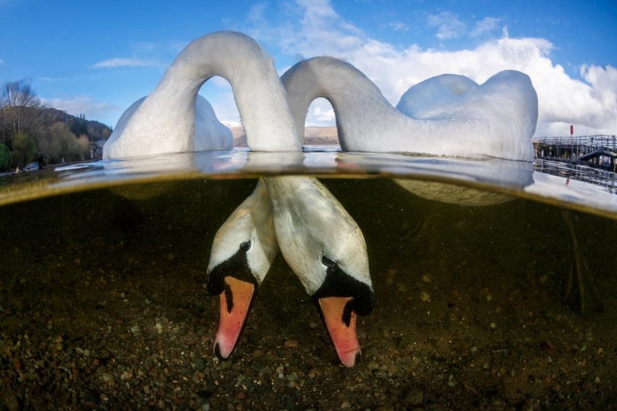 Tórtolos, categoría gran angular. Lago Lomond de Escocia. Foto: Grant Thomas/UPY 2018