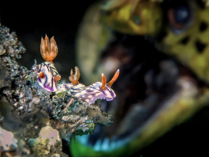 Detrás de los nudibranquios se acerca una anguila. Foto: ManBd UiDive/UPY 2018