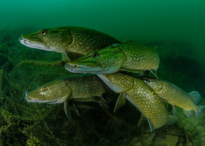 Un grupo de lucios macho se amontonan al acecho de una hembra para reproducirse. Foto: Tony Stephenson /UPY 2018