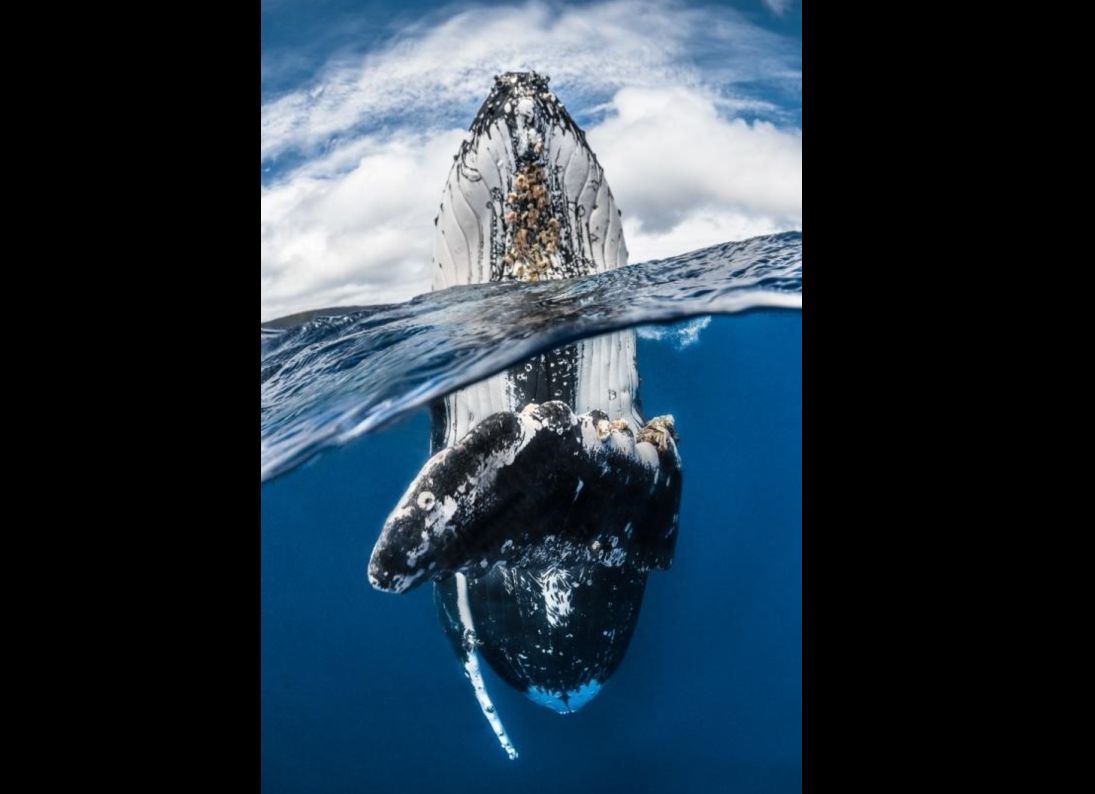 Ballena jorobada asomada a la superficie. Foto: Greg Lecoeur/UPY 2018