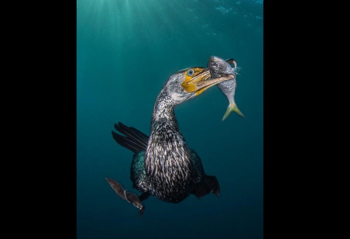 Un cormorán asiático pesca una sardina bajo agua, en el mar de la península Izu de Tokio. Foto Filippo Borghi/UPY 2018