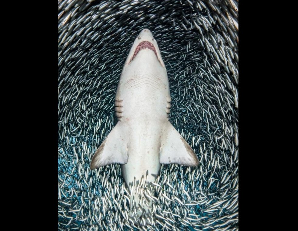 Un tiburón toro atraviesa justo el centro de una bola de cardúmen. Foto: Tanya Houppermans/UPY 2018