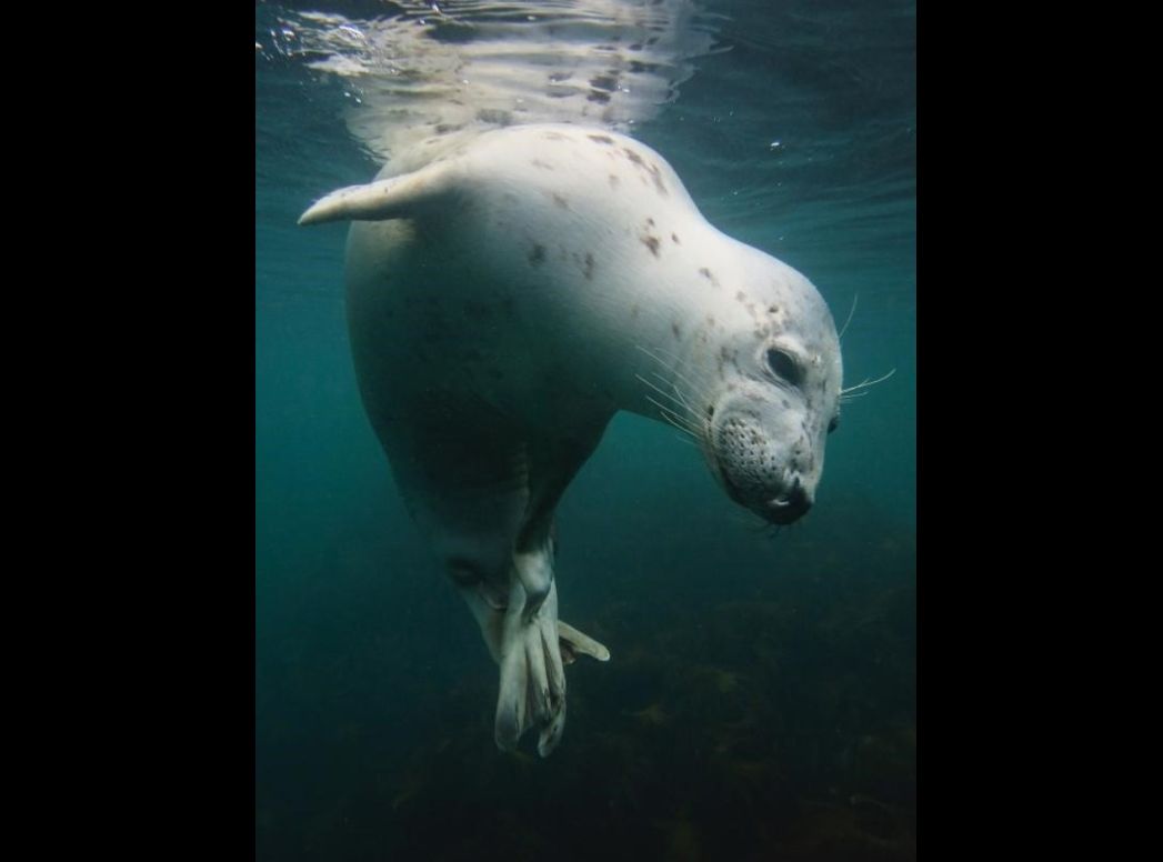Una joven foca gris en aguas de las islas Farne . Foto: Vicky Paynter/UPY 2018