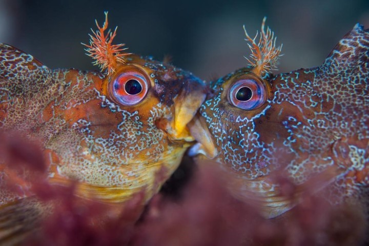 Dos machos de los peces blénidos, llamados cabruzas, no están besándose sino todo lo contrario, están en medio de una feroz batalla por el derecho a reproducirse con una hembra.Foto: Henley Spiers/UPY 2018