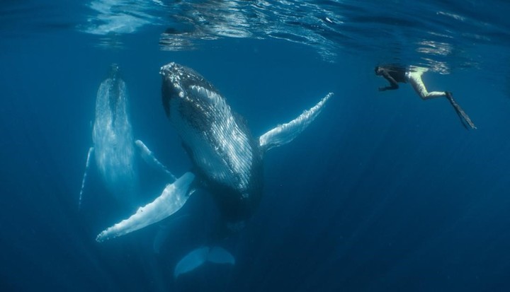 Foto en una excursión en aguas de Tonga .Foto: Simone Matucci/UPY 2018