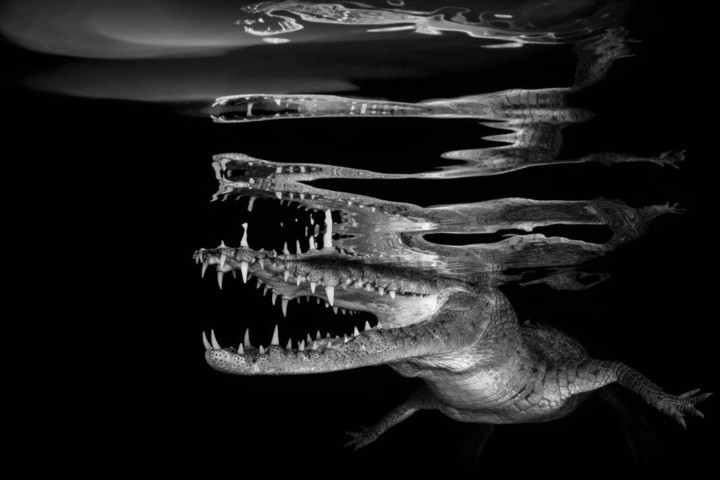 La mandíbula de un cocodrilo americano se puede apreciar junto a bellas líneas de su reflejo, en las aguas de los Jardines de la Reina en Cuba.Foto: Borut Furlan/UPY 2018