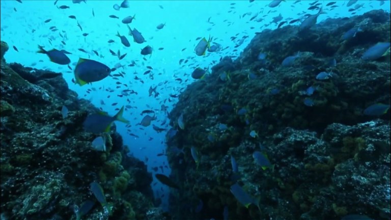 Chile tiene un parque marino en Juan Fernandez del tamaño de Ecuador