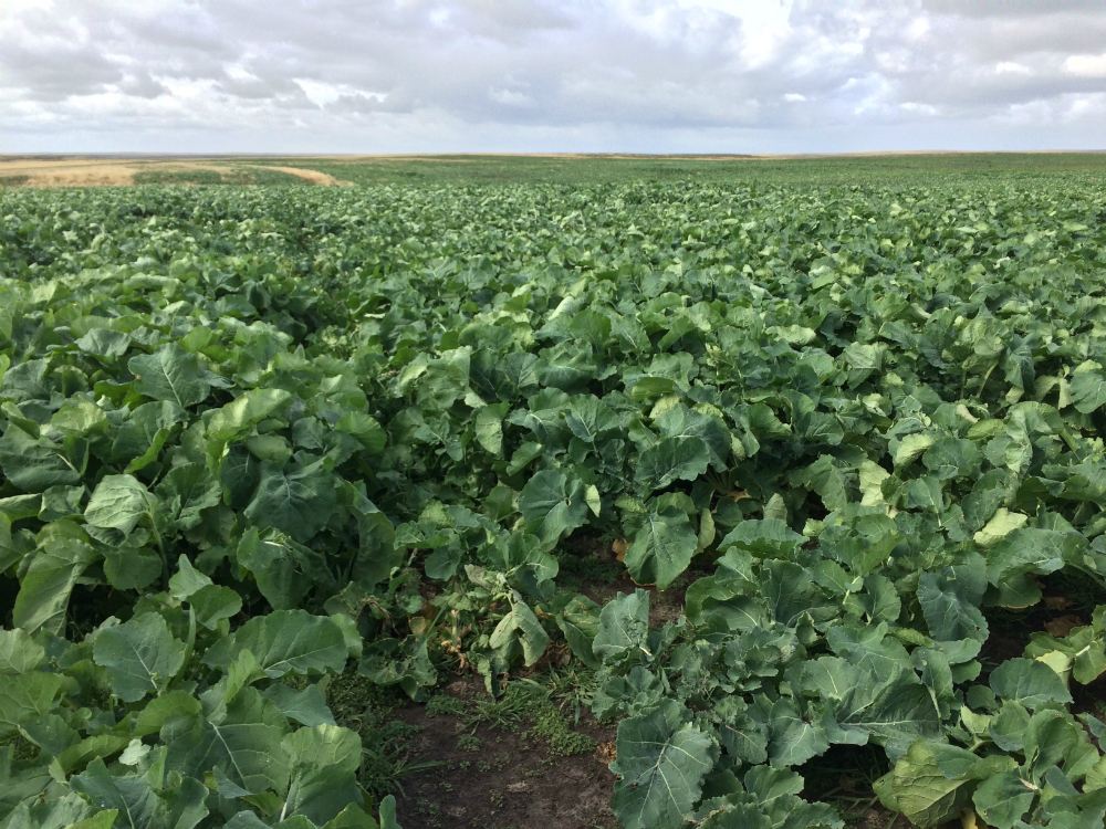 Plantación de forraje animal. Foto: Mathias Da Silva